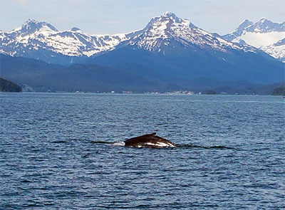 Juneau whale watching and Mendenhall Glacier Alaska Shore excursion